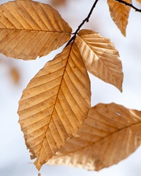 American Beech